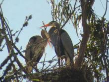 Great Blue Herons